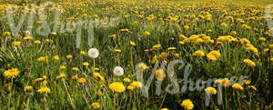 Field of grass with dandelions