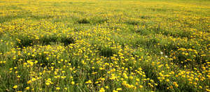 field of grass with dandelions