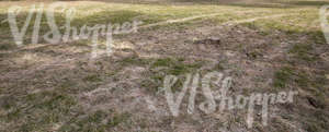 dry grass field in springtime