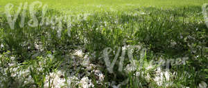 grass field with fallen blossoms