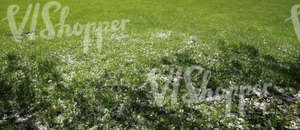 grass field with fallen blossoms