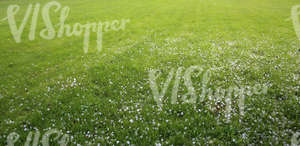 grass field with fallen blossoms