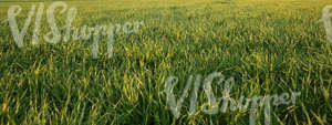 field of grass up close at sunset