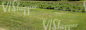 plant beds in a vegetable garden