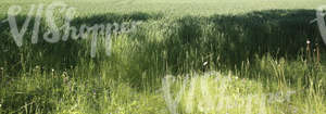 crop field in early summer