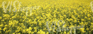 field of rapeseed flowers