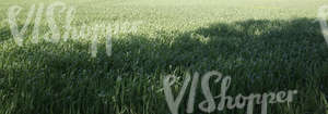 crop field in early summer