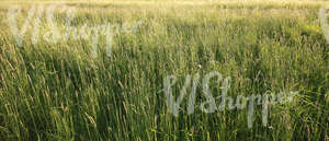 field of tall grass