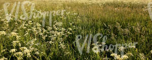 field of tall grass