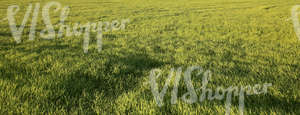 grass ground