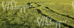 grass field with agricultural machine tracks