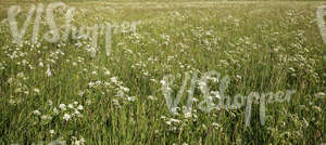 field of tall grass with yarrows