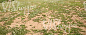 sandy ground partially covered with grass