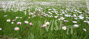 grass field with spring flowers up close