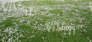 field of grass with spring flowers 
