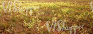 grassland