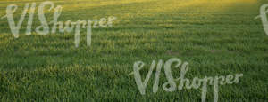 field of grass at sunset