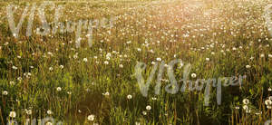 field of tall grass with dandelions