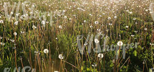 field of tall grass with dandelions up close