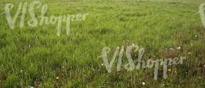 field of grass