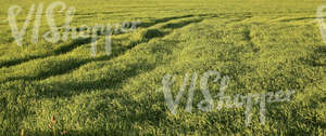 grass field with agricultural machine tracks