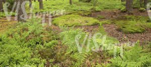 mossy forest floor