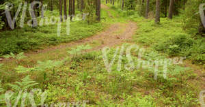 forest pathway