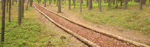 a forest pathway covered with mulch