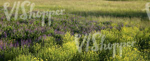 field of tall grass and flowers