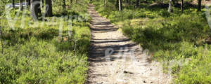 forest pathway