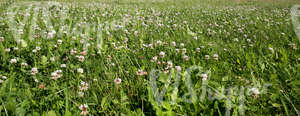 clover field 