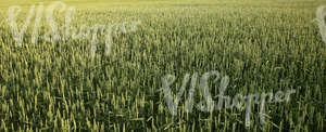 crop field