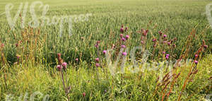 barley field and tall grass with thistle