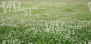 clover field