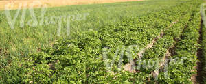 potato field and onion field