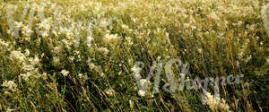 field of meadowsweet