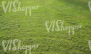 field of grass senn from above