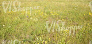 a field of tall grass