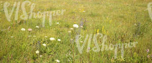 a field of tall grass with flowers