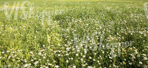 a field of daisies