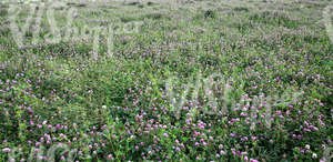 a clover field