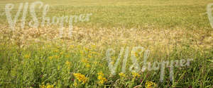 a crop field and tall grass