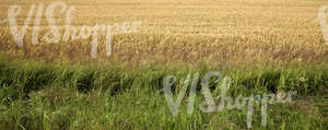 crop field and tall grass