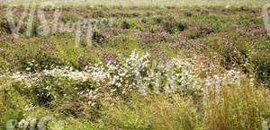 a field of daisies and clover