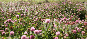 a clover field