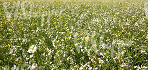 a field of summer flowers