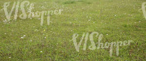 a grass field with some flowers