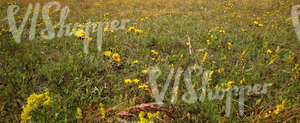 a field of tall grass and flowers