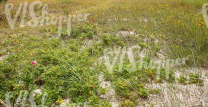 sandy and grassy  seaside ground