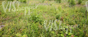 a field of tall grass and various plants